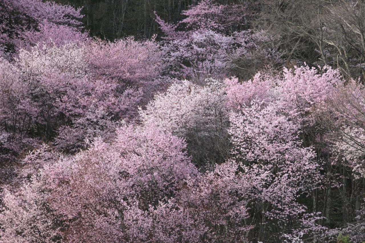 Ny Building 4Th Floor, Guest House Ichibangai, Roo / Vacation Stay 55905 Kitami Eksteriør bilde